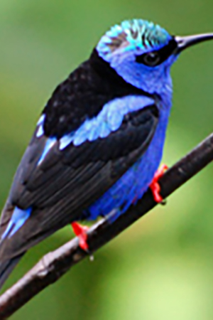 White Capped Amazon Central America