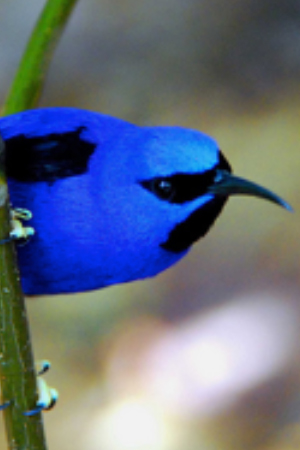 White Capped Amazon Central America