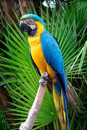 Blue & gold Macaw South America Endangered