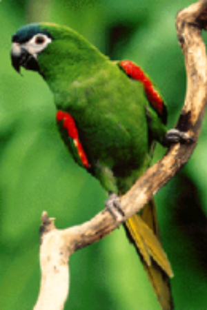 White Capped Amazon Central America