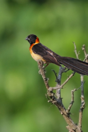 White Capped Amazon Central America