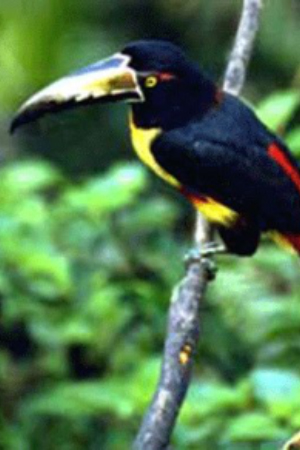 White Capped Amazon Central America