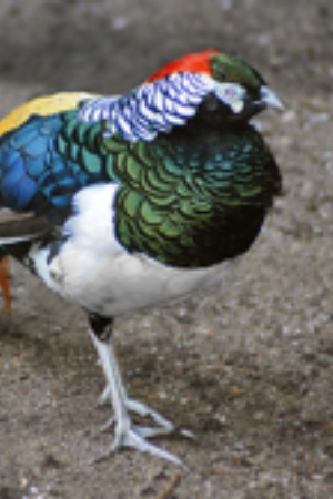 White Capped Amazon Central America