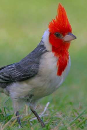 White Capped Amazon Central America