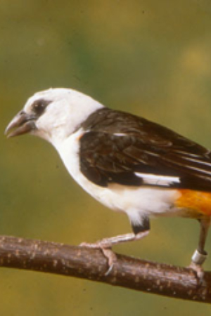 White Capped Amazon Central America