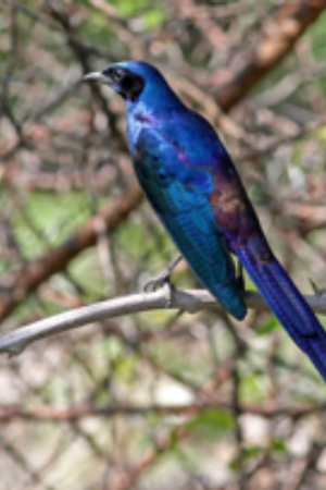 White Capped Amazon Central America