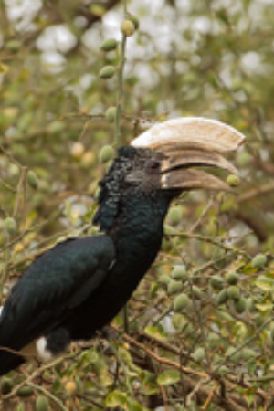 White Capped Amazon Central America