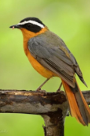 White Capped Amazon Central America