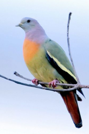 White Capped Amazon Central America