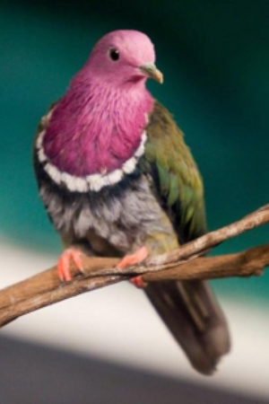 White Capped Amazon Central America