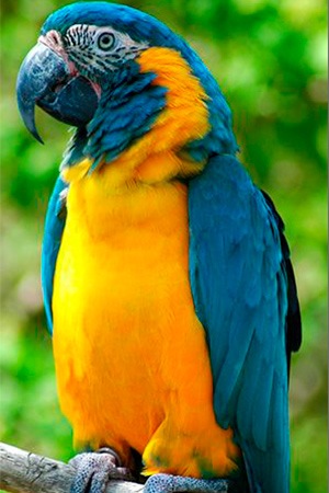 Blue Throat Macaw Bolivia Endangered