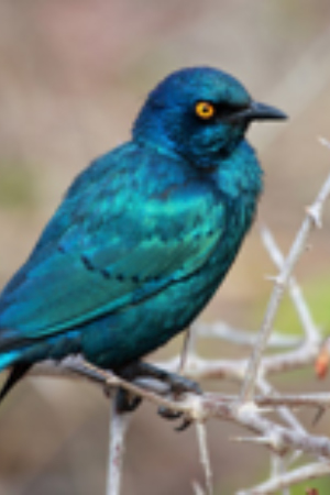 White Capped Amazon Central America