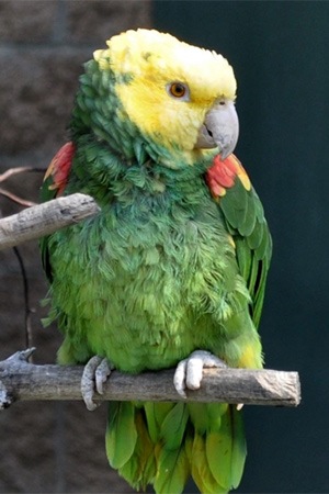 Double Yellow Headed Amazon Mexico Endangered